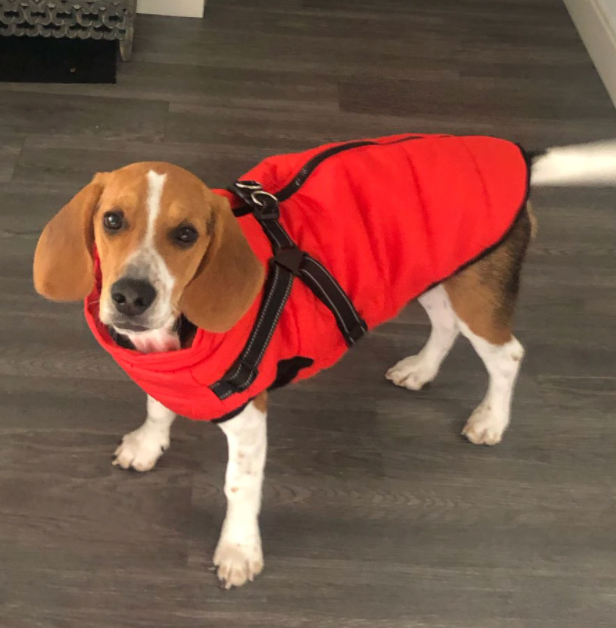 Waterproof 3 in 1 Dog Jacket